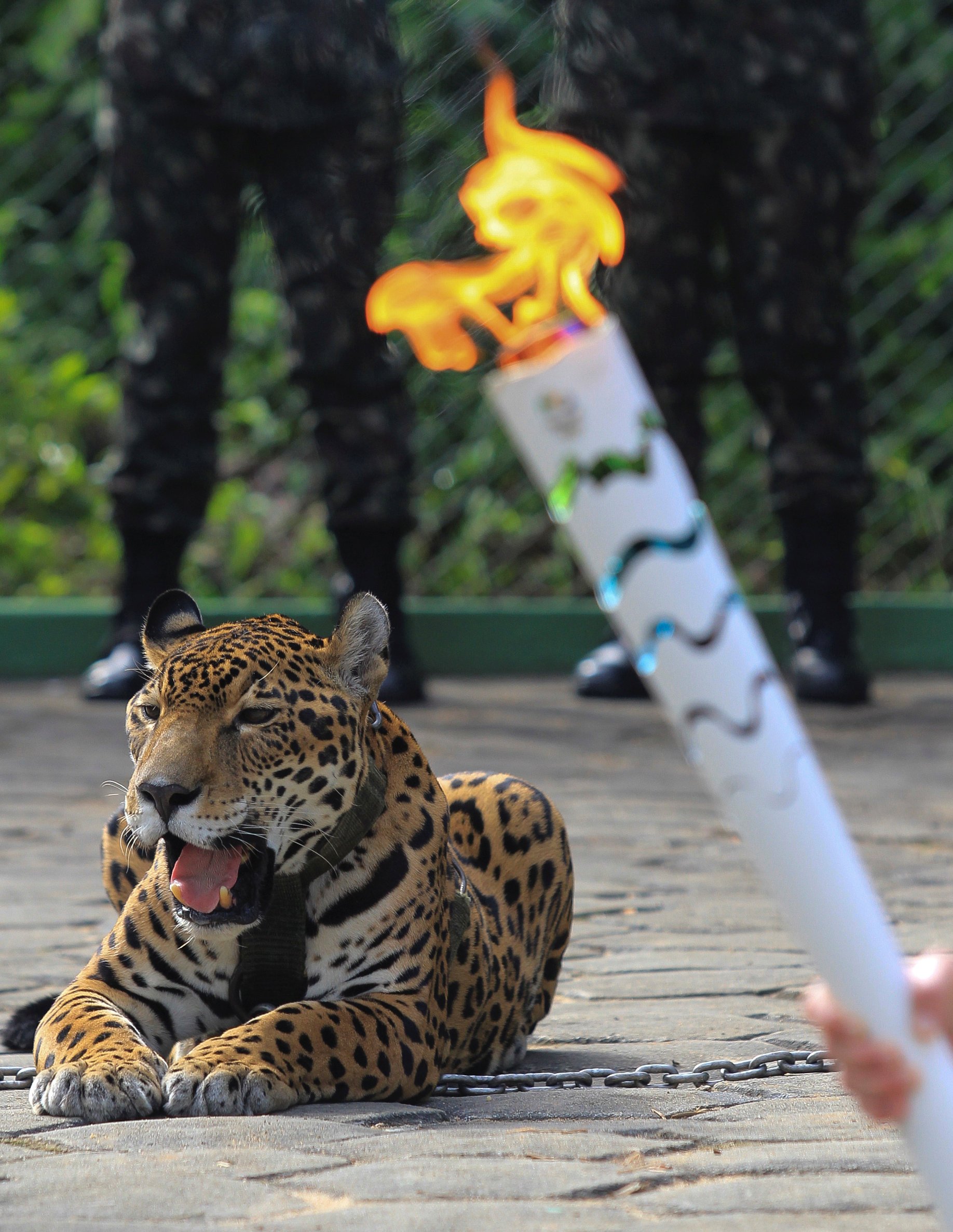 Kasihan, Jaguar Ditembak Mati Usai Acara Obor Olimpiade