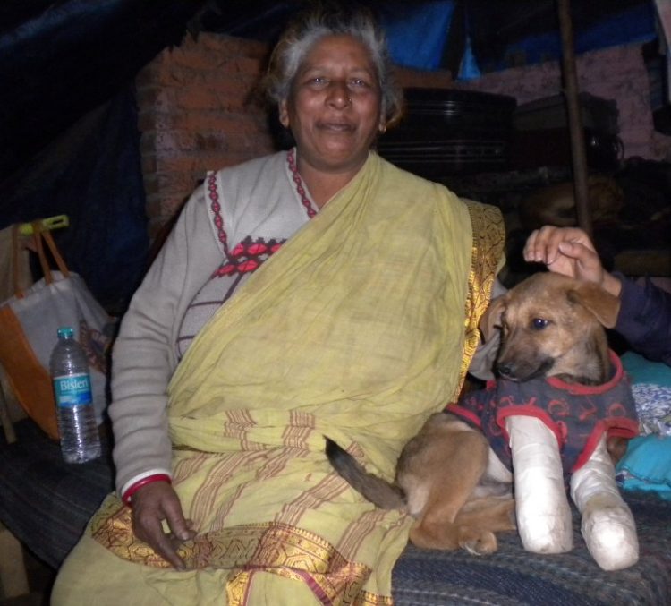 Hidup Miskin Nenek Ini Berbagi Gubuk Dengan 400 Anjing Terlantar