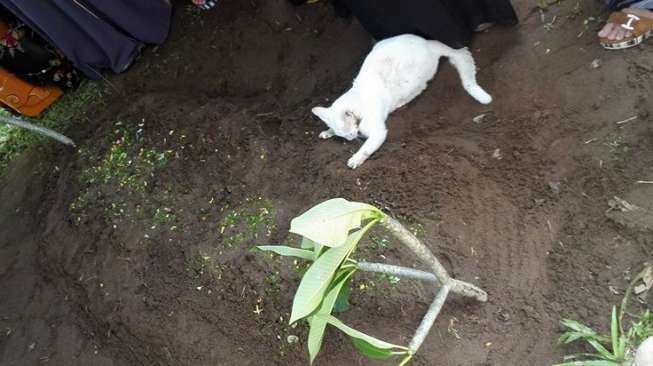 Image result for Kucing langkawi Ini Tak Mau Tinggalkan Makam Tuannya