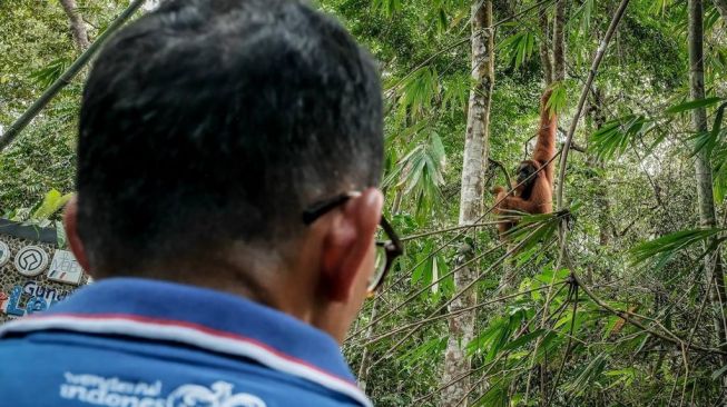 Populasi Orang Utan Di Kalimantan Kian Terancam Imbas Aktivitas