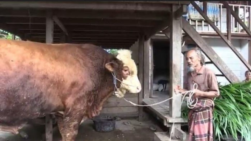 Peternak Asal Lombok Ini Tak Menyangka Sapi Ton Miliknya Dibeli