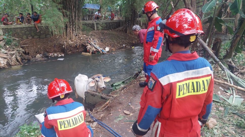 Damkar Turun Tangan Proses Evakuasi Sapi Ngamuk Hingga Nyemplung Kali