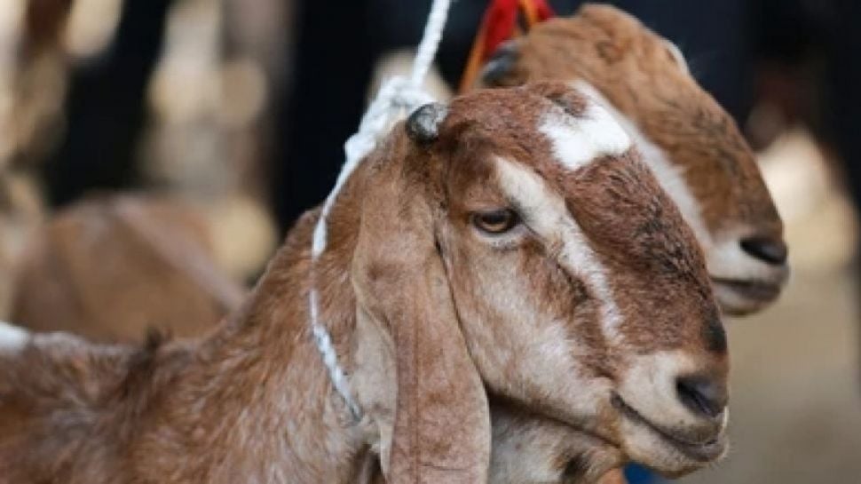 Bacaan Pendek Doa Niat Kurban Kambing Dan Sapi Idul Adha Untuk Diri