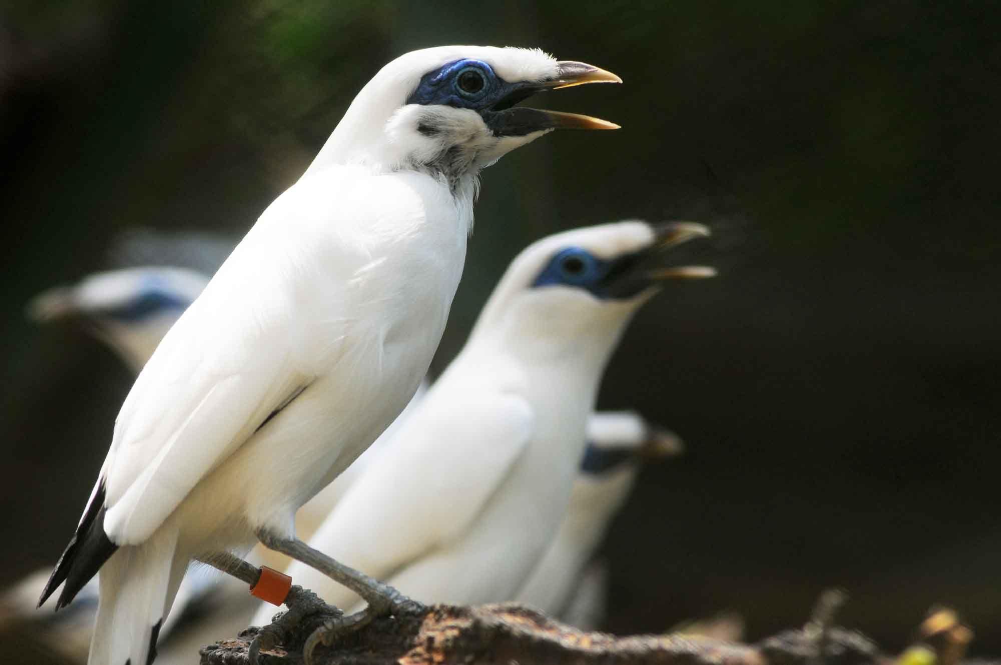 Jalak bali merupakan salah satu burung yang bisa ditemukan di Taman Burung Bali. (Antara)