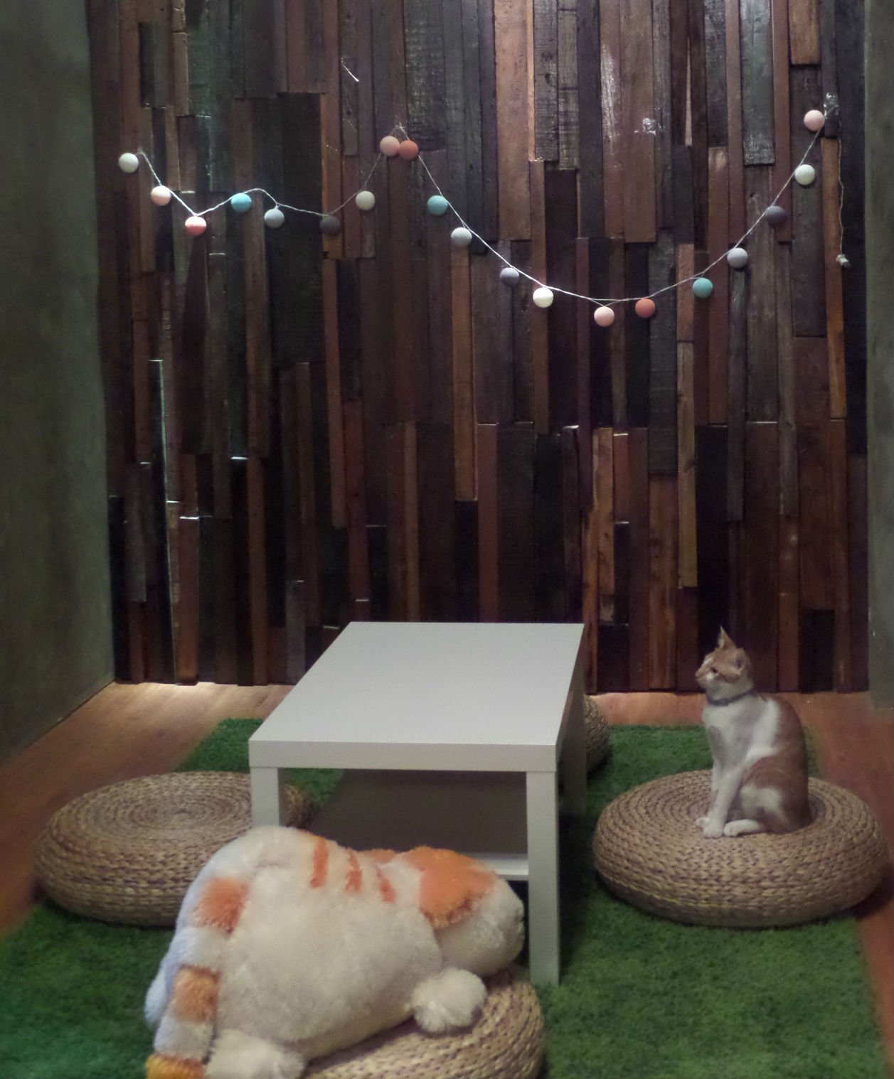 Interior The Cat Cabin Jakarta (suara.com/Firsta Nodia)