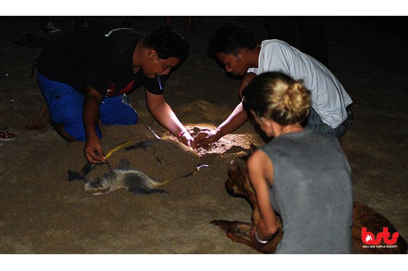 Sorotan negatif pada Bali mendorong didirikannya Bali Sea Turtle Society. (Dok. Komunitas BSTS)