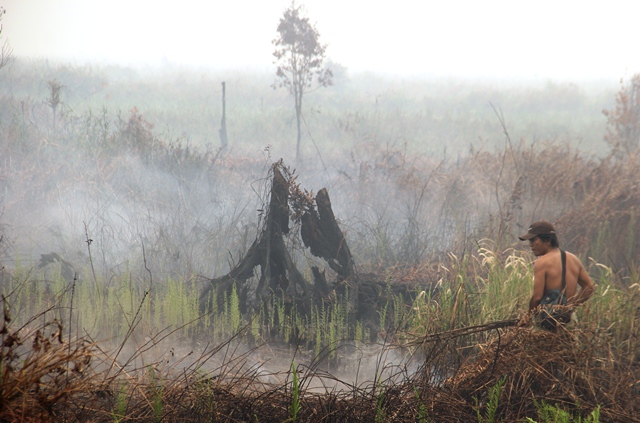 Warga Dayak Ngaju, Noorhadie Karben, sedang memadamkan api lahan gambut di Mantangai Hulu, Kapuas, Kalteng. [suara.com/Laban Laisila]