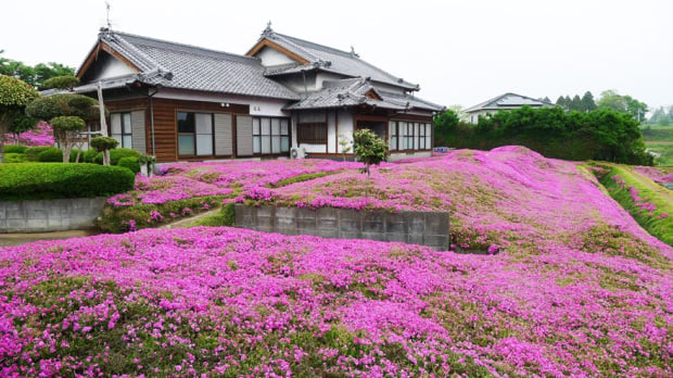 Inilah taman bunga merah yang begitu indah. (Picture: Yoshiyuki Matsumoto/Facebook)