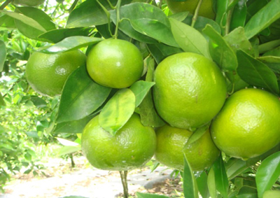Jeruk Bali