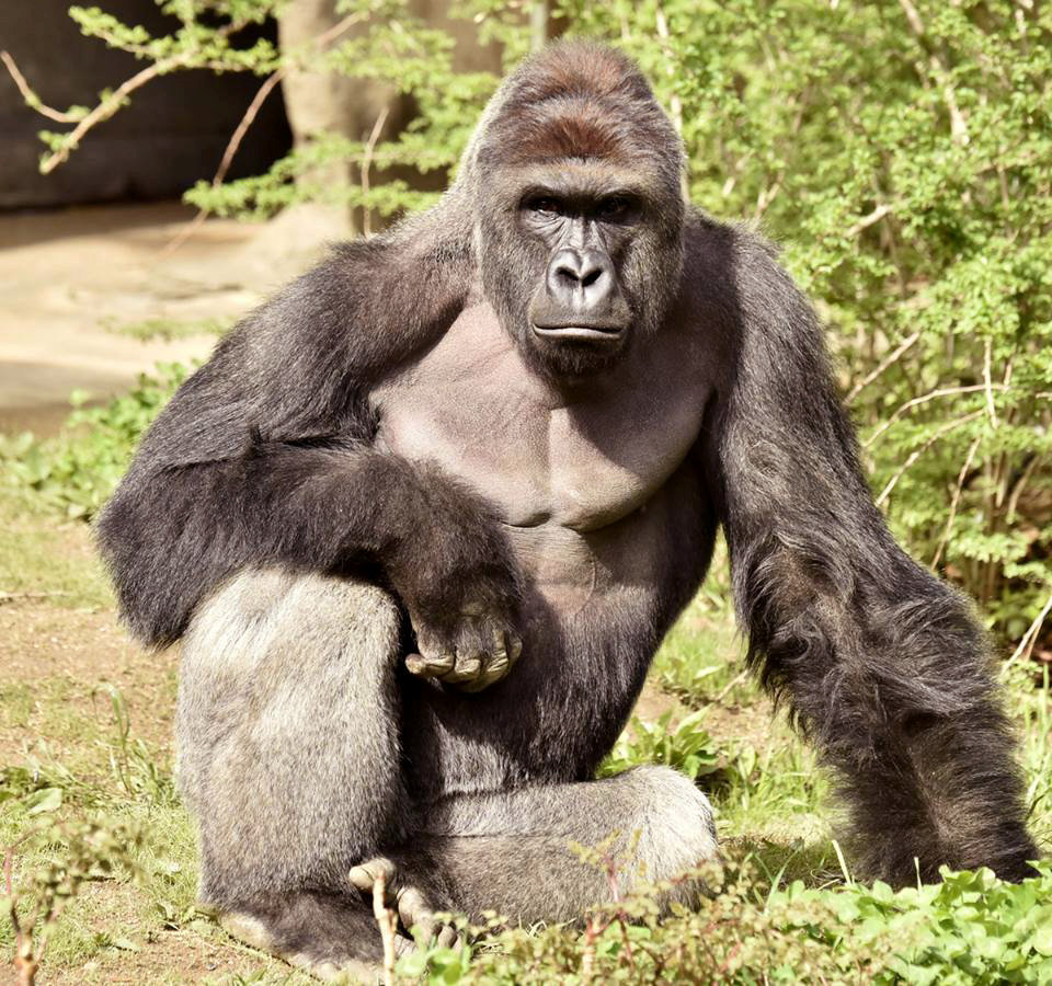 Harambe, gorila yang ditembak mati di kebun binatang Cincinnati, Ohio, AS. (Reuters)