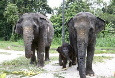 Bayi gajah betina ini anak dari pasangan Chawang dan Sri Nandong yang dipelihara Taman Safari Singapura. (Foto: Wildlife Reserves Singapore)