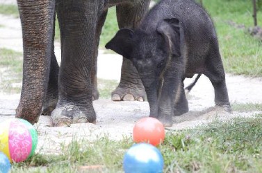 Bayi gajah betina ini anak dari pasangan Chawang dan Sri Nandong yang dipelihara Taman Safari Singapura. (Foto: Wildlife Reserves Singapore)