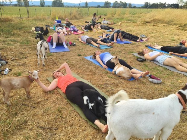 Beginilah suasana kelas yoga di alam terbuka di peternakan kambing, The Goat Retreat di Willamette Valley, Oregon. (Foto: CB2/ZOB /WENN)