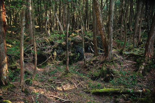 Hutan Berhantu Aokigahara di pegunungan Fuji, Jepang. (Shutterstock)