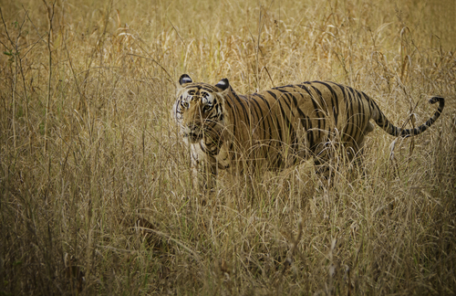 Ilustrasi harimau bengal India. (Shutterstock)