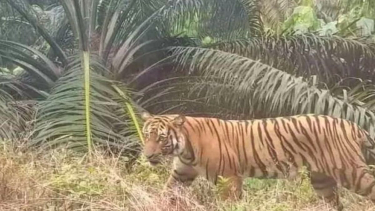 Harimau Ternyata Doyan Makan Durian, Ini Penjelasannya