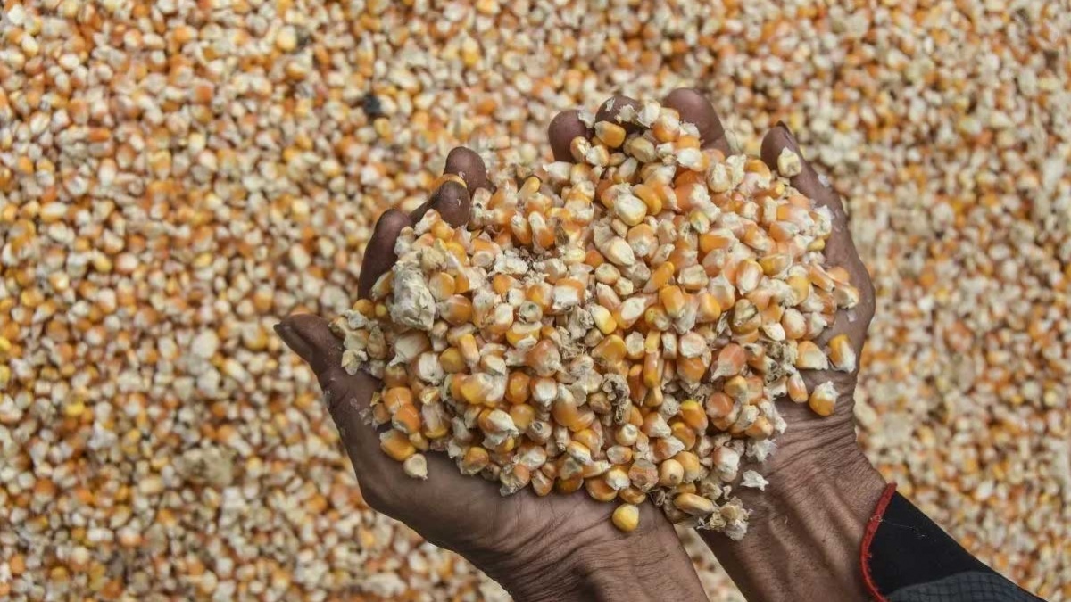 Harga Jagung Anjlok Sebab Stok Melimpah, Mentan Minta Bulog Beri Harga Tinggi
