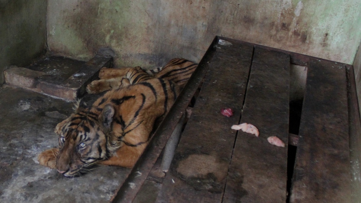 Harimau Mati Lagi di Medan Zoo, Warganet Geruduk Akun Instagram Bobby Nasution