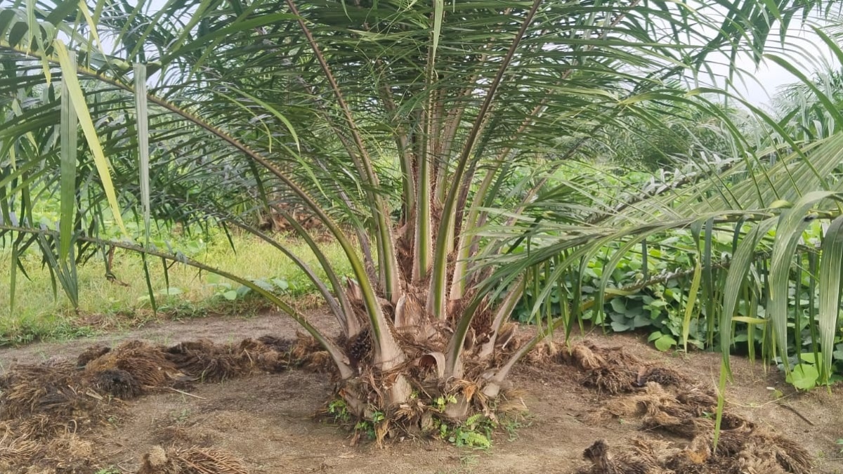Emiten Kelapa Sawit MKTR Raup Laba Bersih Rp 36,78 Miliar di Kuartal III-2025