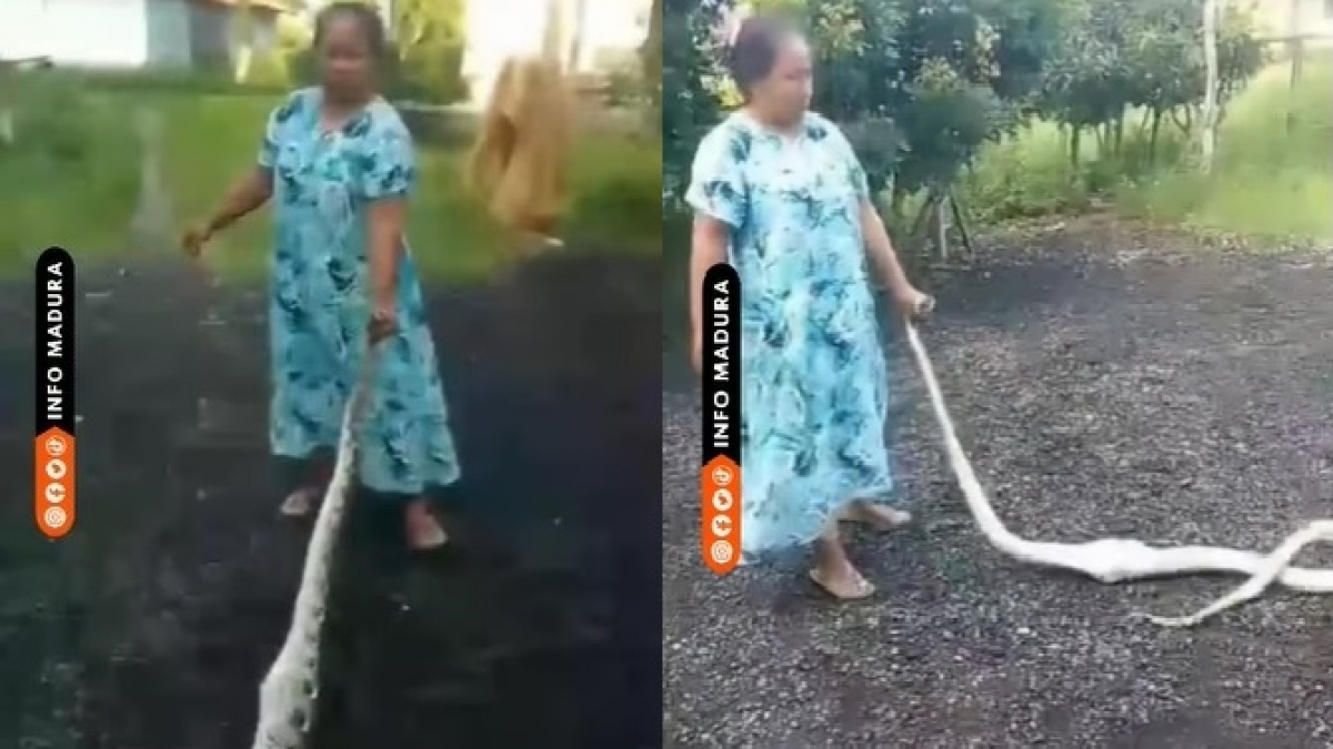 Viral Emak-emak Dasteran Penuh Emosi Taklukkan Ular: Gak Ada Takut-takutnya