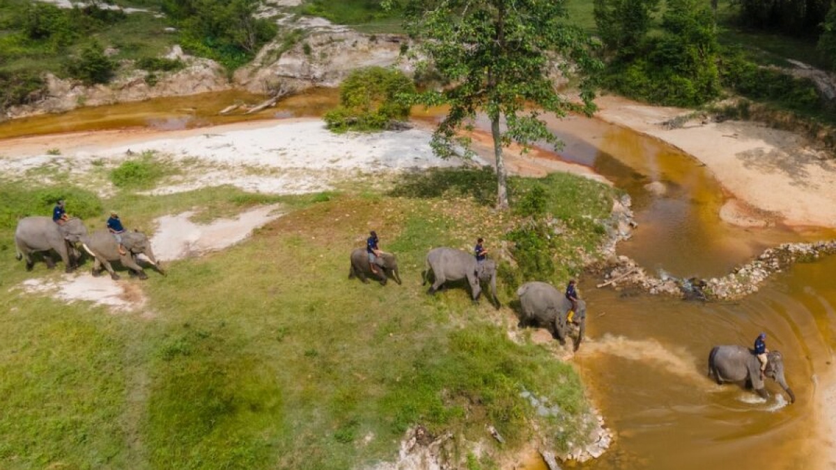 Bukan Sekadar Hutan, Menhut Sebut Konservasi Gajah Kini Jadi Urusan Lintas Sektor