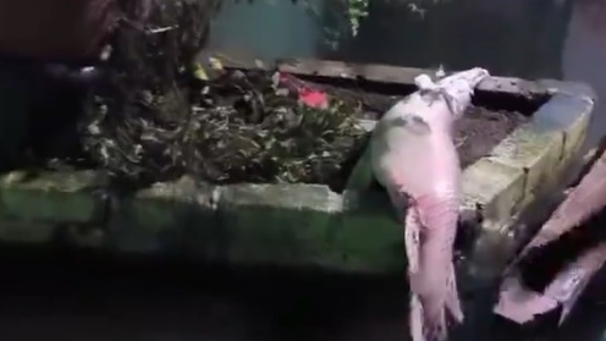 Viral, Publik Soroti Sisik Ikan yang Ditebas justru Keluar Percikan Api: Menyala Iwakku!
