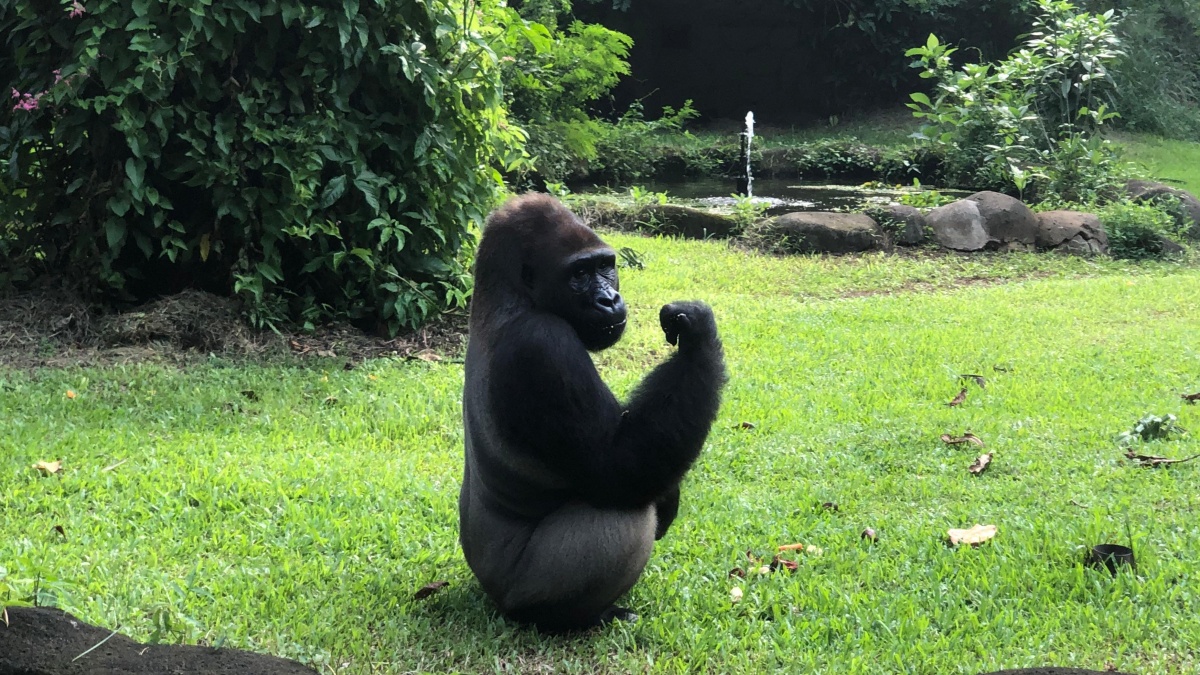 Ragunan Buka Malam: Pengunjung Hanya Bisa Lihat Harimau, Kuda Nil, dan Satwa Nokturnal Lainnya
