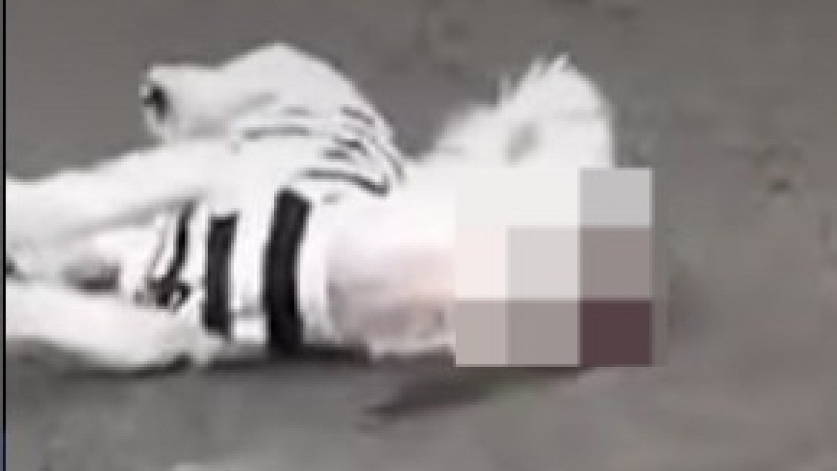 Video Detik-detik Remaja di Jember Siksa Anjing Menggunakan Batu Paving