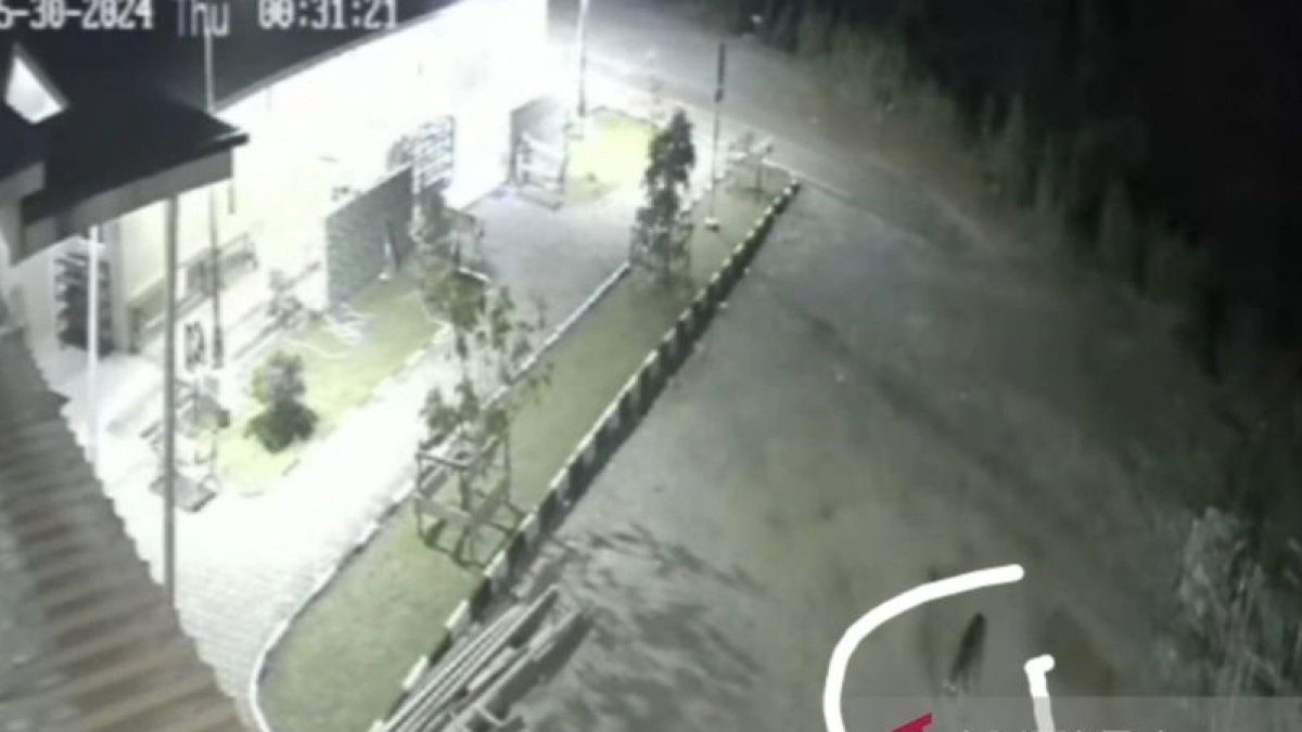 Bikin Geger! Harimau Sumatera Berkeliaran di Halaman Masjid dan Terekam CCTV