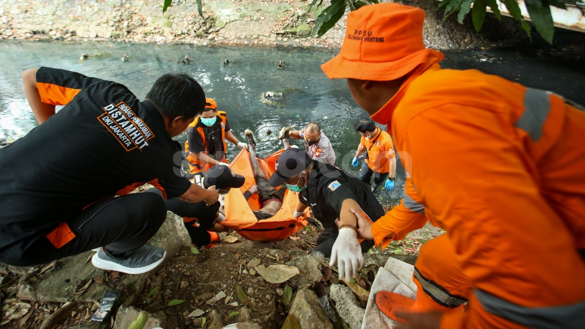 Maling Apes! Niat Mencuri Kabel Berakhir Tersengat Listrik, Jasad Ditemukan Warga saat Ingin BAB di Kali