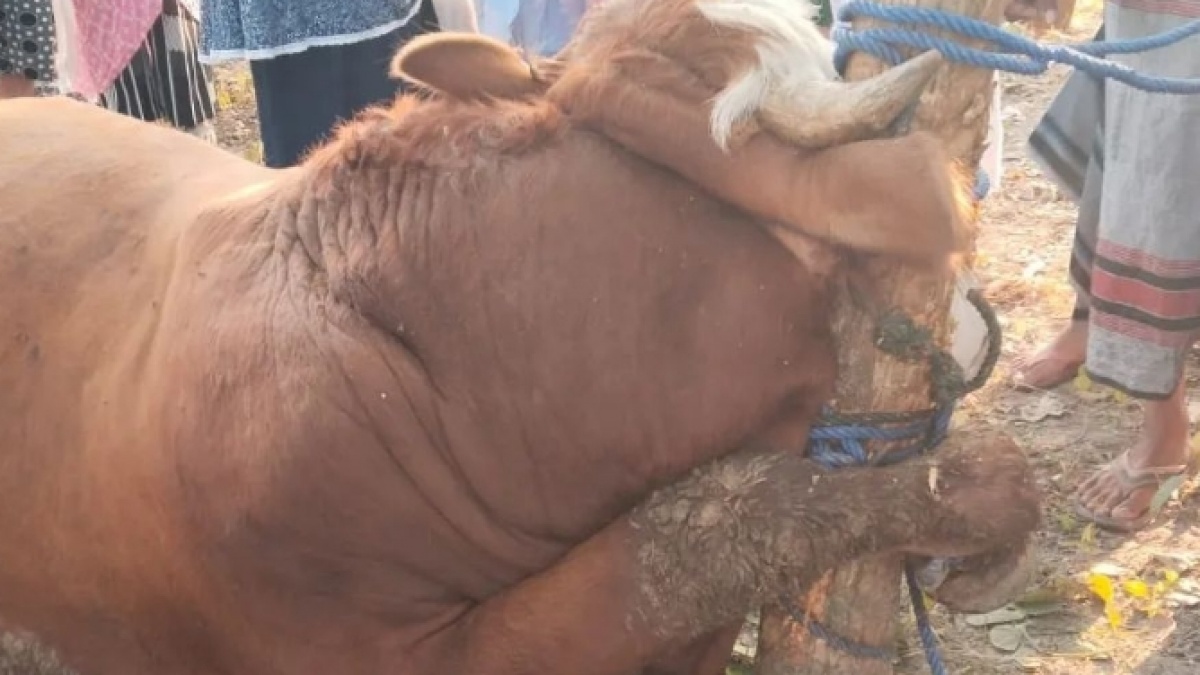 Viral Sapi Mati Sebelum Disembelih Gegara Terjerat Tali, Netizen Simpati ke Pemiliknya