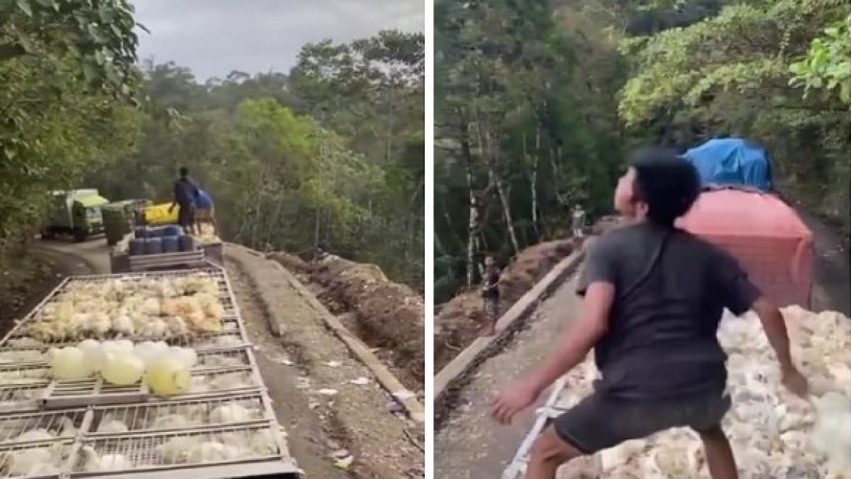 Viral Ratusan Ekor Ayam Mati Dibuang ke Jurang Luwu Timur, Ini Penyebabnya