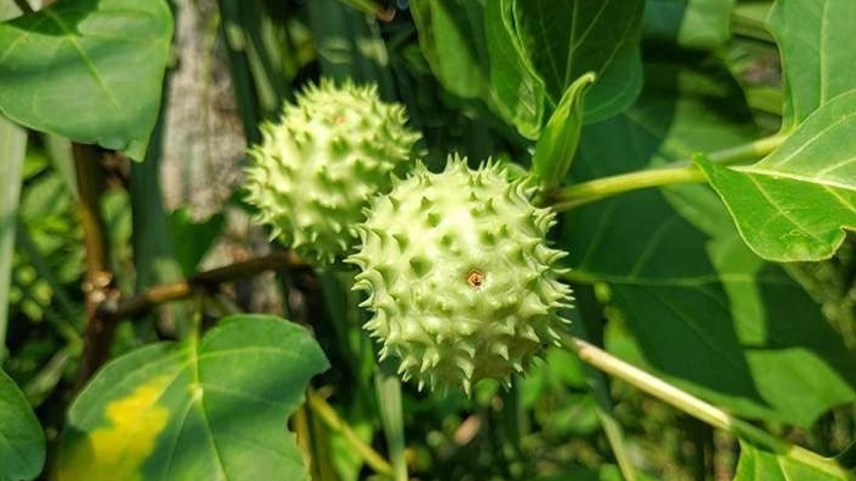 Mengenal Buah Kecubung Yang Membuat Dua Orang Meninggal Setelah Mengonsumsinya