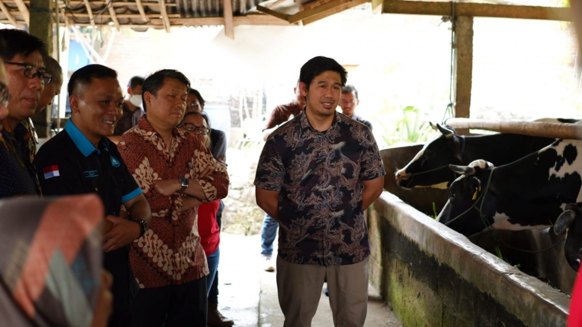 Kolaborasi Tingkatkan Produktivitas Peternak Sapi Perah Rakyat dan Koperasi Susu Segar