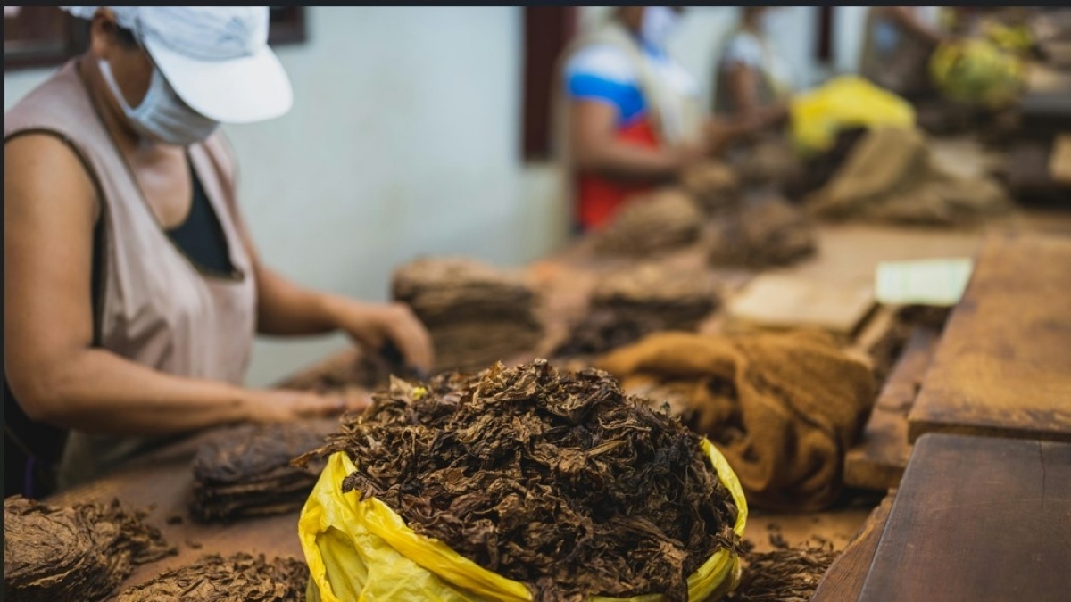 Setelah Baja, Industri Rokok Juga Ikut Terancam Gulung Tikar