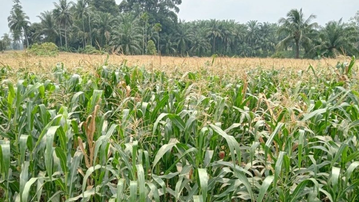 Pemerintah Mulai Kembali Tanam Jagung di Lahan Hutan Seluas 168 Ribu Hektare