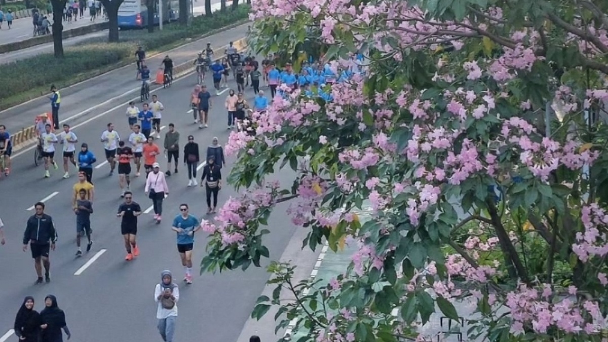 Bukan Sekadar Estetika! Pohon Tabebuya Jadi Senjata DKI Lawan Polusi Udara