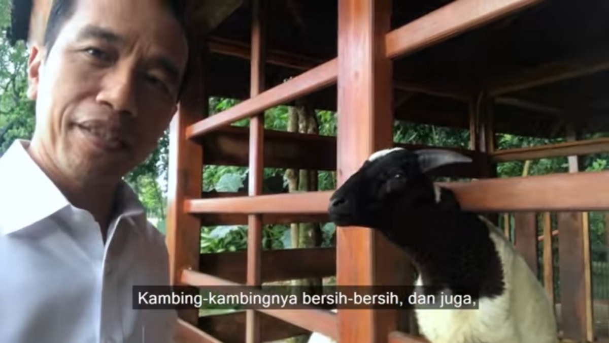 Pulang ke Solo Jelang Lengser, Jokowi Siap Boyong Kambing Ternak dari Istana Bogor: Awalnya 5 jadi 43 Ekor!
