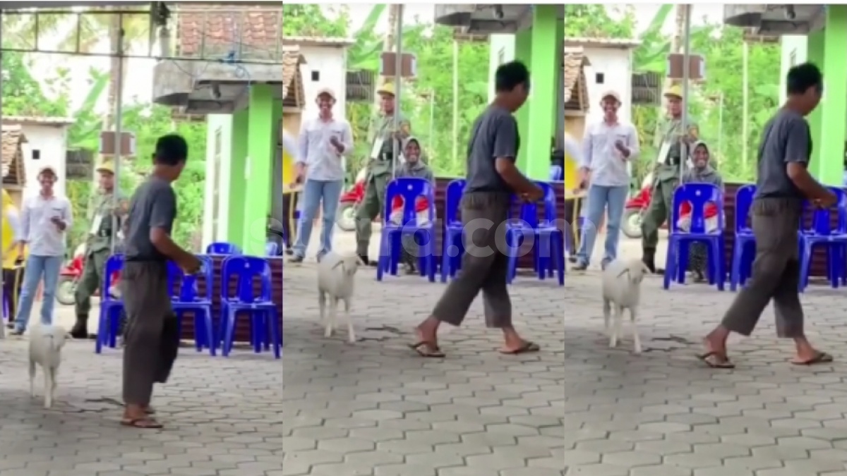 Viral Pria Nyoblos di TPS Dikawal Kambing, Ditemani Hingga ke Bilik Suara