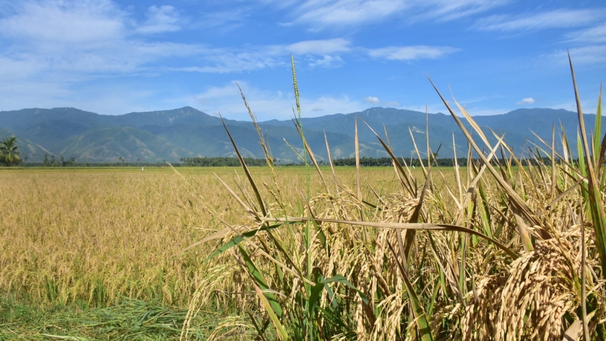 Ekonom UI Nilai Deflasi November Tanda Beras Surplus