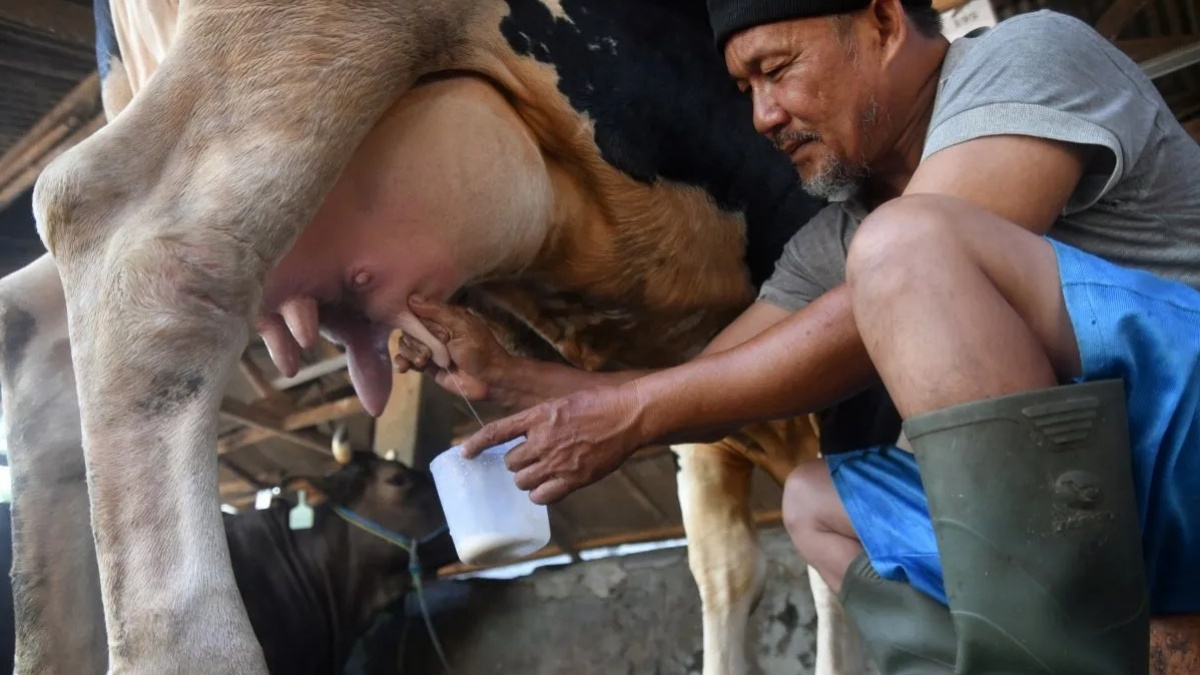 Benarkah Susu Mentah Berpotensi Tularkan Virus Influenza dari Sapi? Ini Penelitian Studi Terbaru!