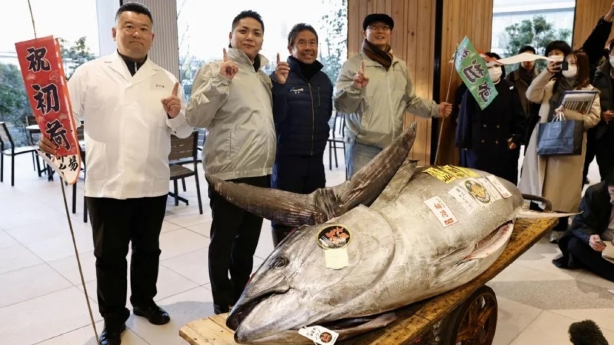 Fantastis, Ikan Tuna Berukuran Sepeda Motor Terjual Rp 21 Miliar