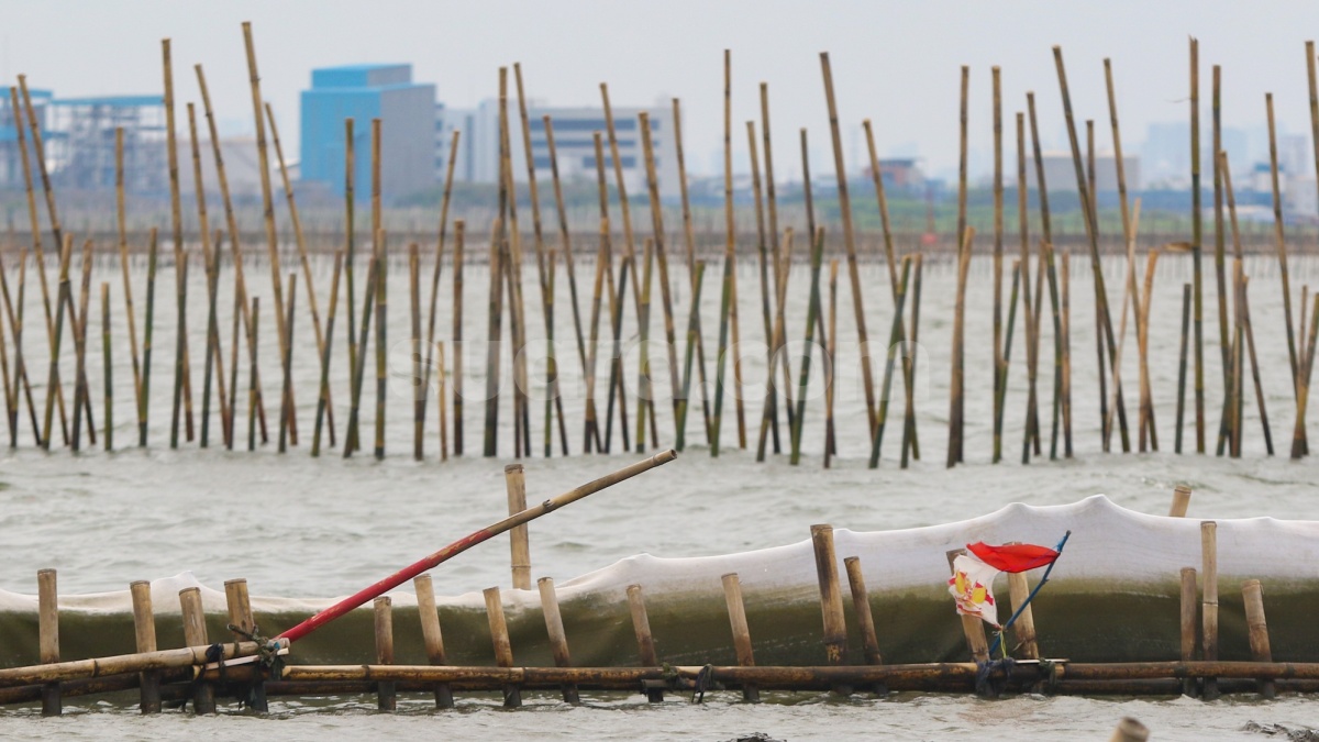 Jadi Pagar Laut, Ini Rahasia Kehebatan Tanaman Bambu