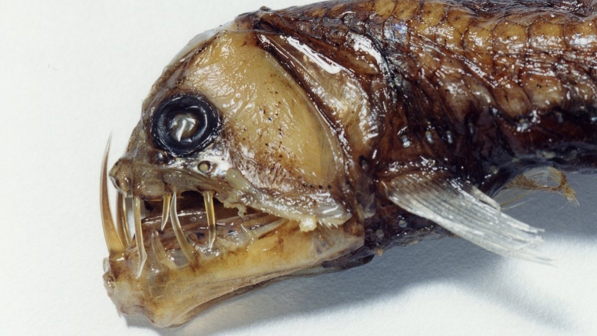 Mengapa Ikan Laut Dalam Terlihat seperti Alien?