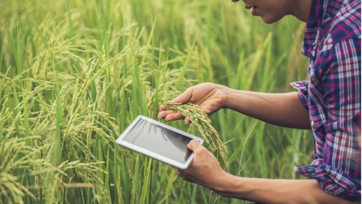 Perusahaan Agrikultur Mulai Kembangkan Potensi Pertanian Berkelanjutan