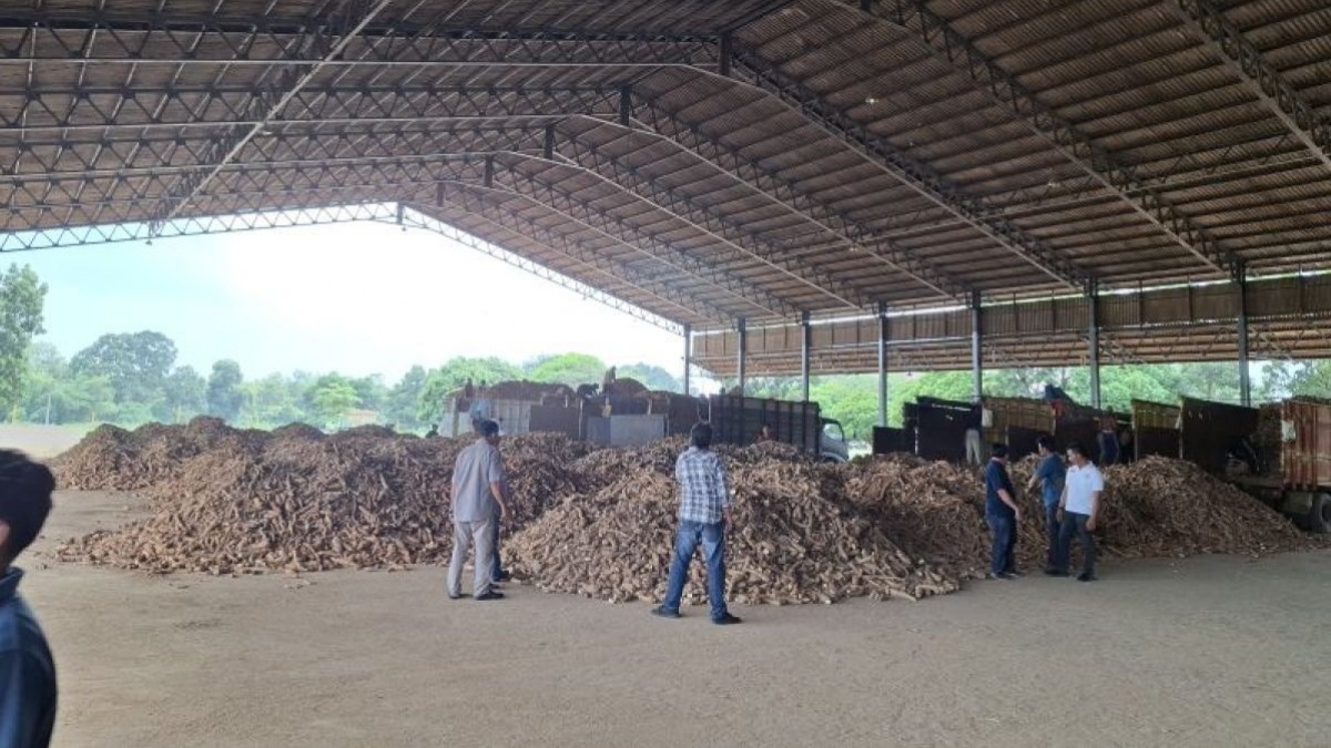 Impor Tapioka Masih Tinggi, Pengusaha: Bukan Karena Stok Kurang, Tapi Harga Lebih Murah