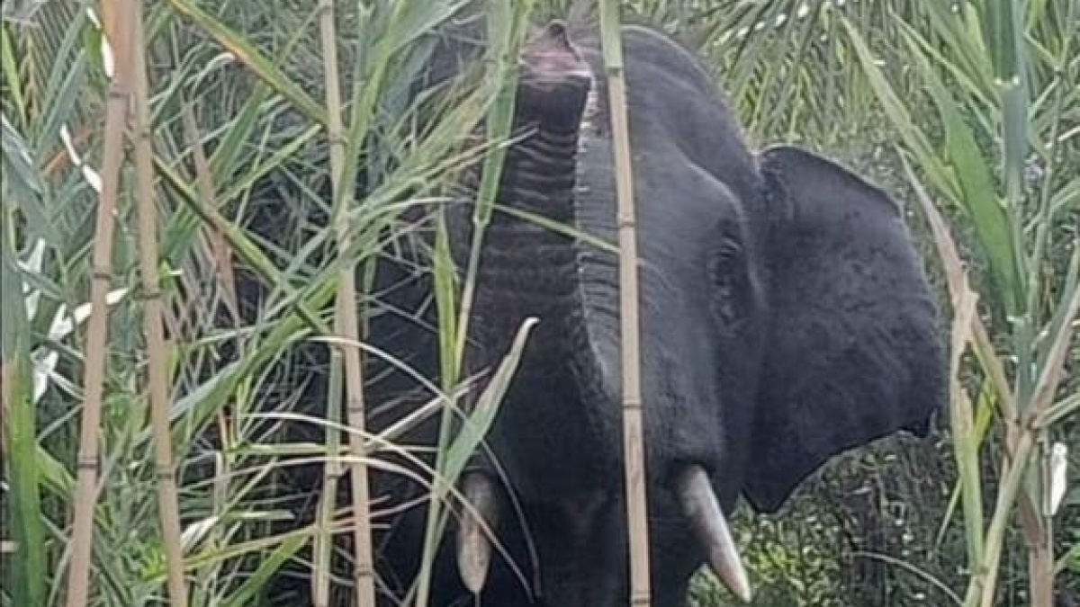 Upaya Penyelamatan Populasi dan Habitat Gajah, Prabowo Siapkan Dua Kebijakan