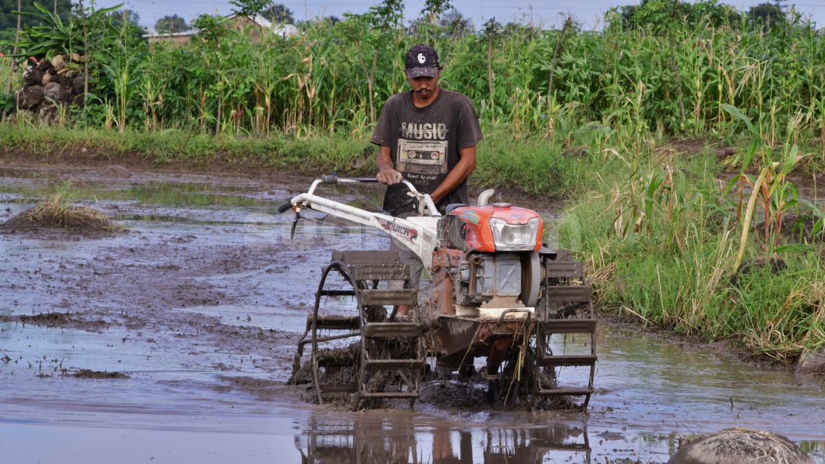 Harga Beras Mahal Justru Tak Buat Petani Sejahtera