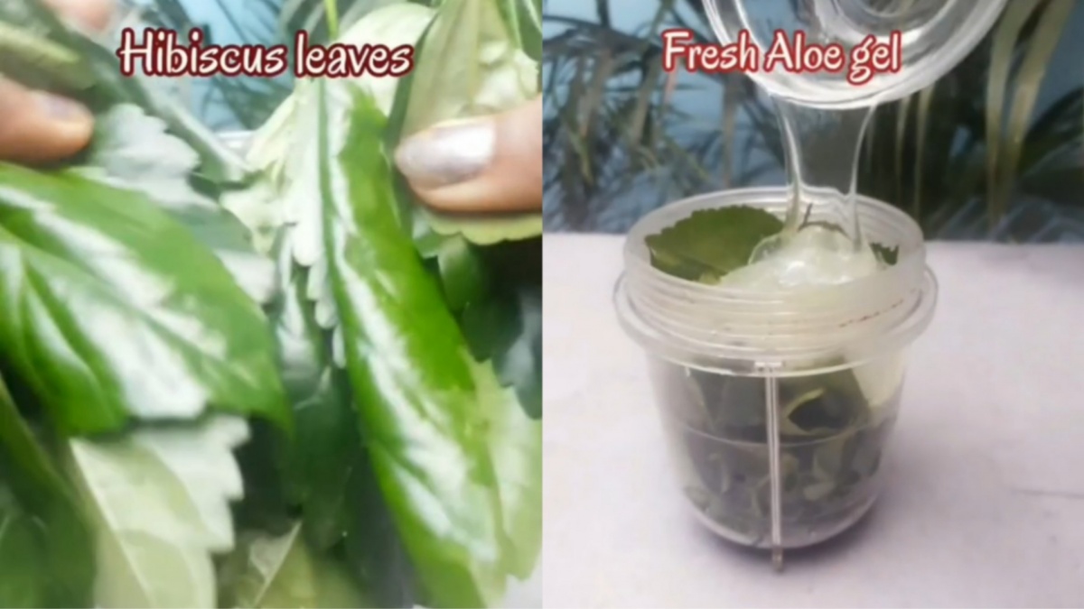 Viral di TikTok! Masker Daun Kembang Sepatu dan Aloe Vera untuk Rambut Bebas Rontok