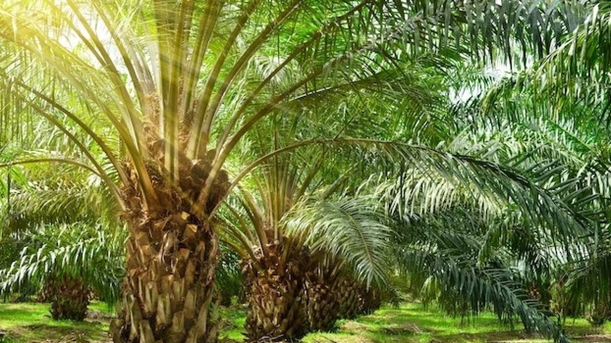 Dirasa Mencekik, Kenaikan PE 10 Persen Diprotes Petani Sawit
